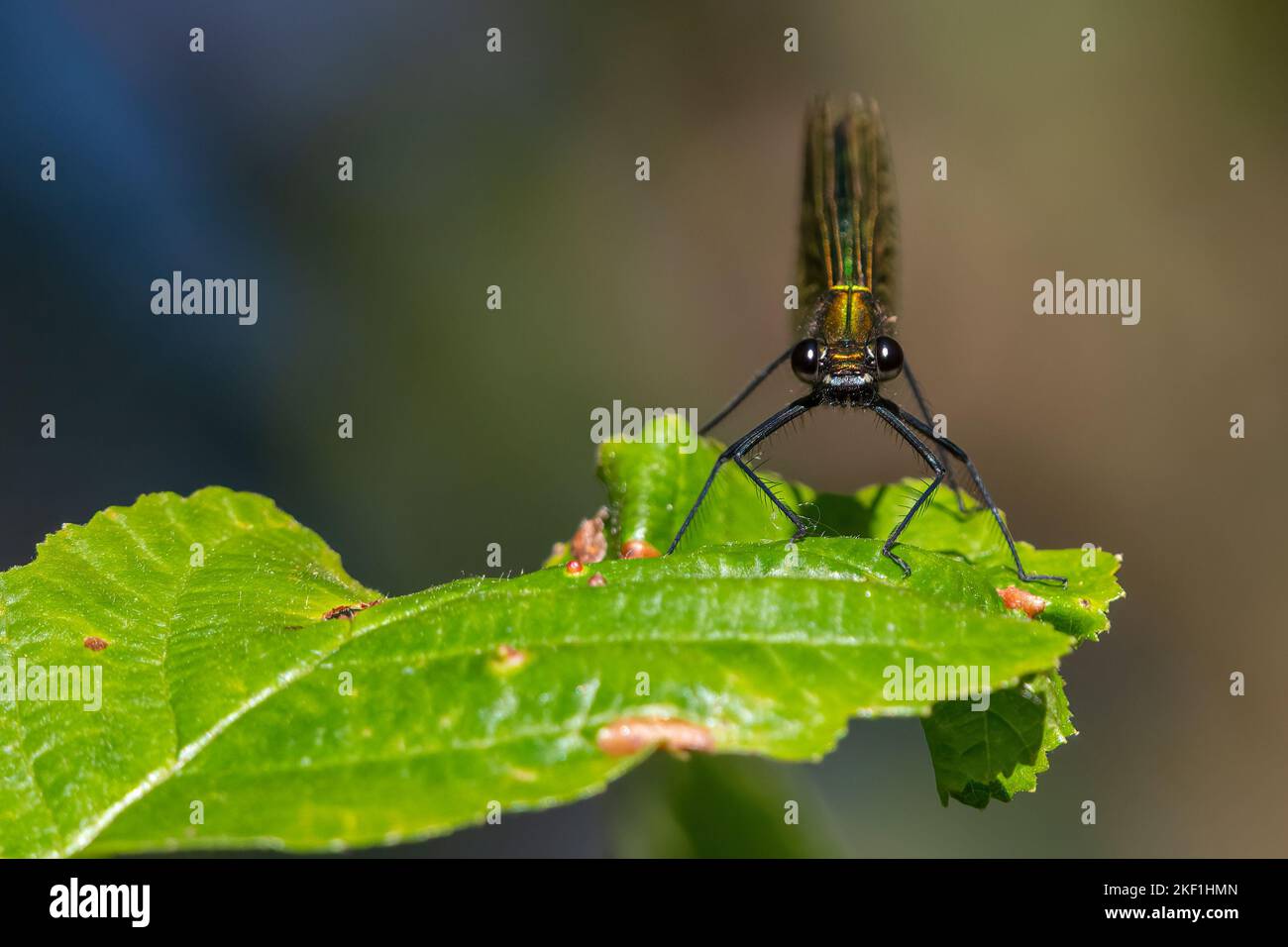 Nastrare demoiselle damselfly (Calopteryx splendens) Foto Stock