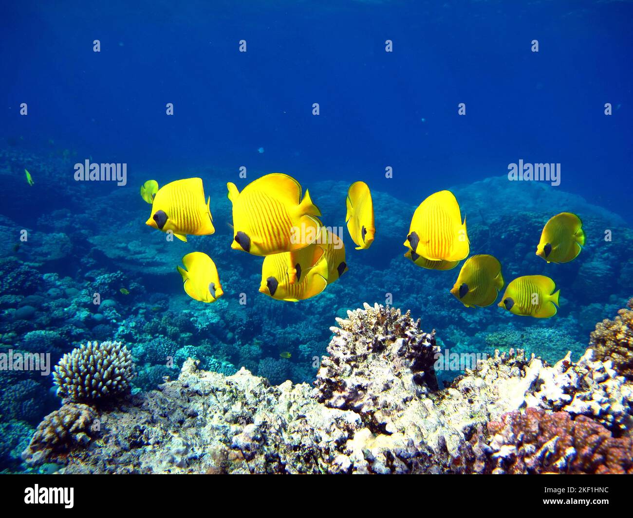 Pesce farfalla mascherato. Pesce - un tipo di pesce osso Osteichthyes. Pesce farfalla Chaetodontidae. Pesce farfalla mascherato. Foto Stock