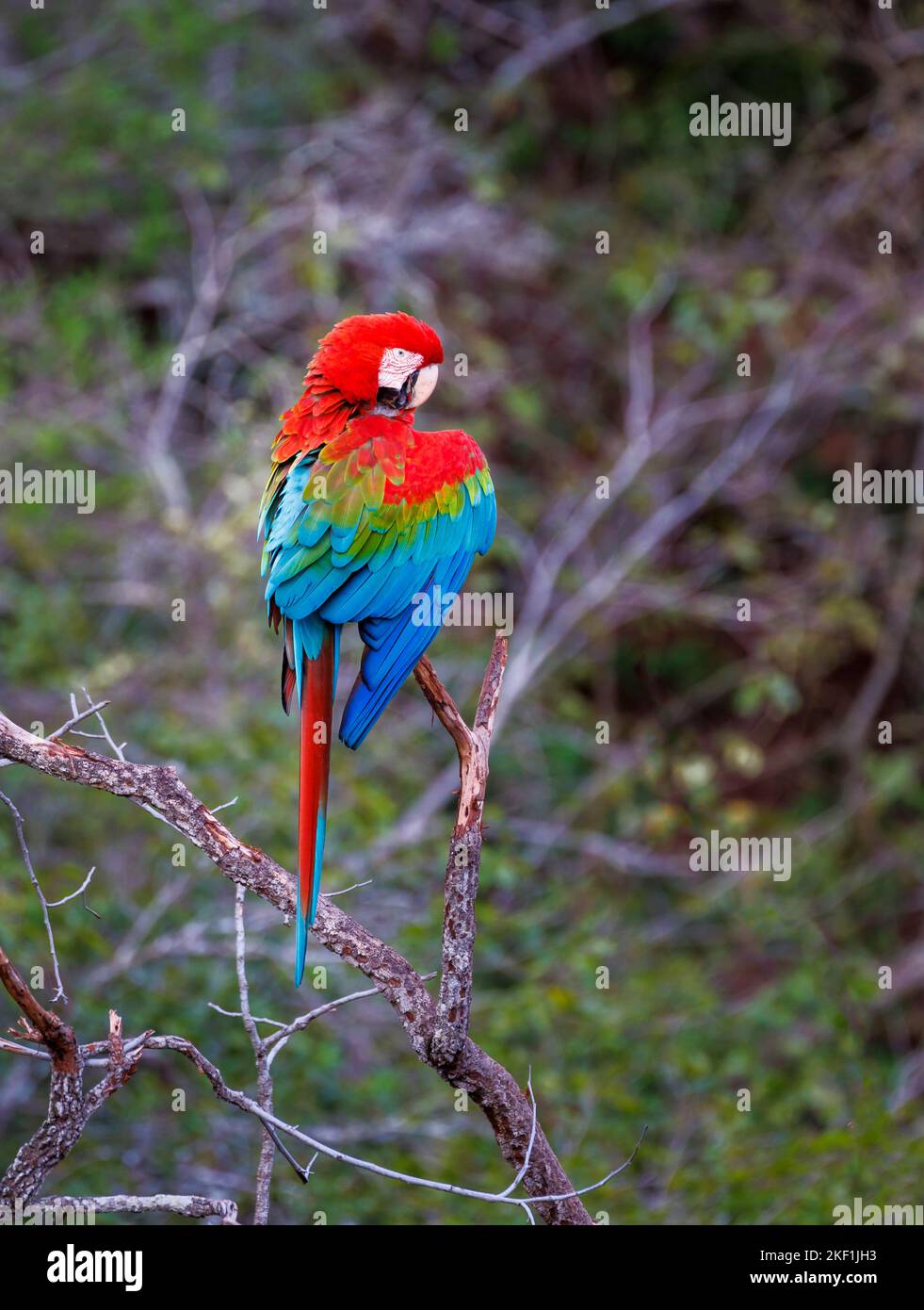 Un macaw rosso-e-verde (Ara chloropterus) che si predica, Buraco das Araras, una sinkhole vicino a Jardim, Pantanal meridionale, Mato Grosso do sul, Brasile Foto Stock