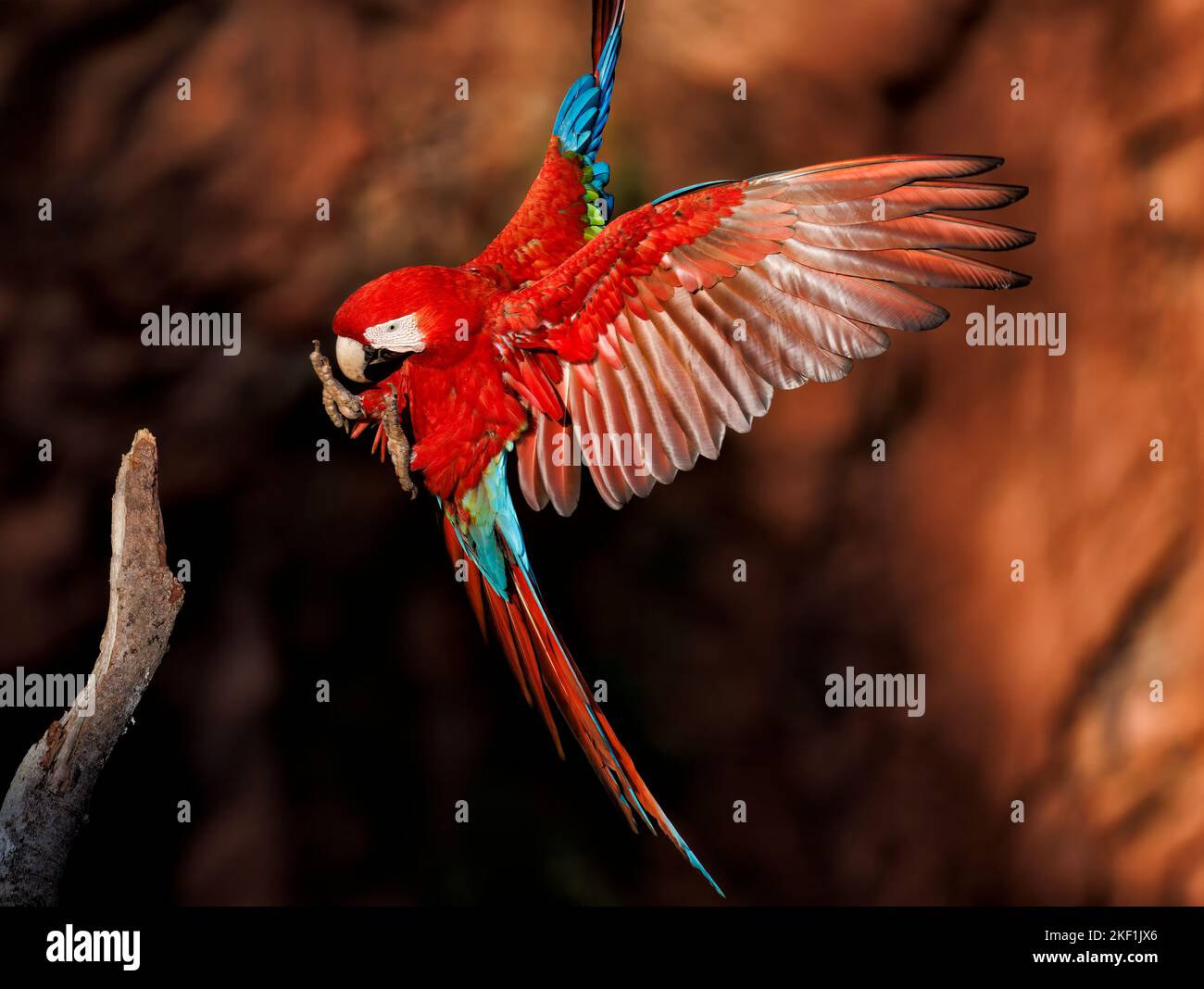 Un macaw rosso-e-verde (Ara chloropterus) atterra al Buraco das Araras, una sinkhole vicino a Jardim, Pantanal meridionale, Mato Grosso do sul, Brasile Foto Stock