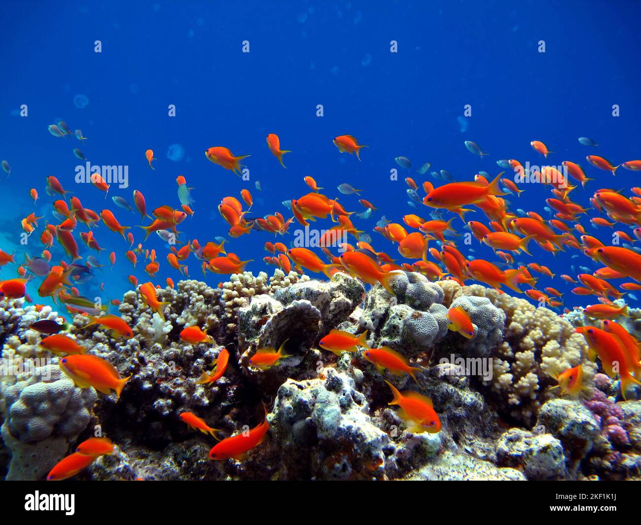 Pesce - Goldie Mare. Le più comuni antia del Mar Rosso. I subacquei lo vedono in greggi enormi sulle pendici delle barriere coralline. Foto Stock