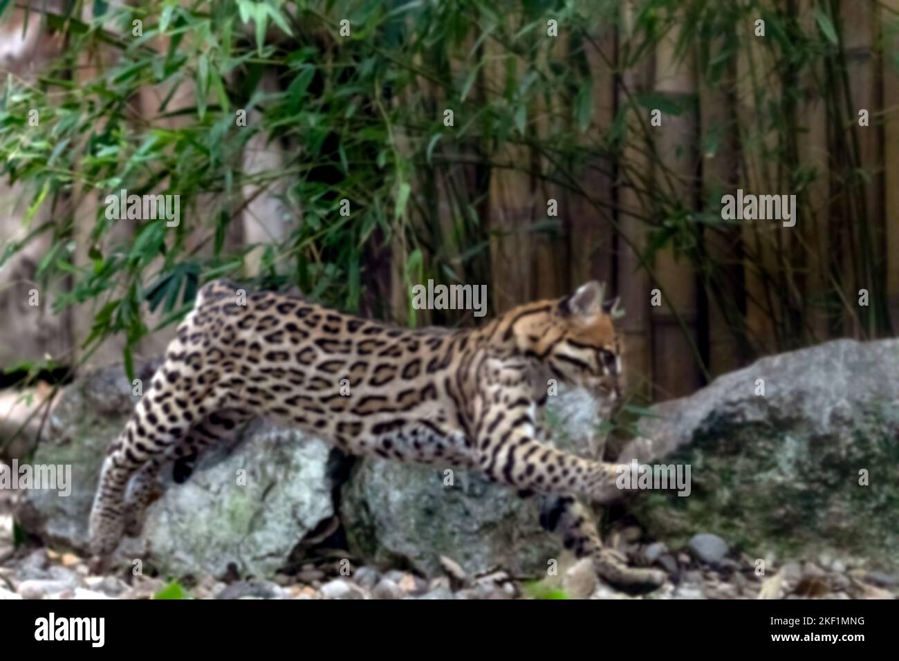 sfondo astratto sfocato di una corsa ocelot Foto Stock