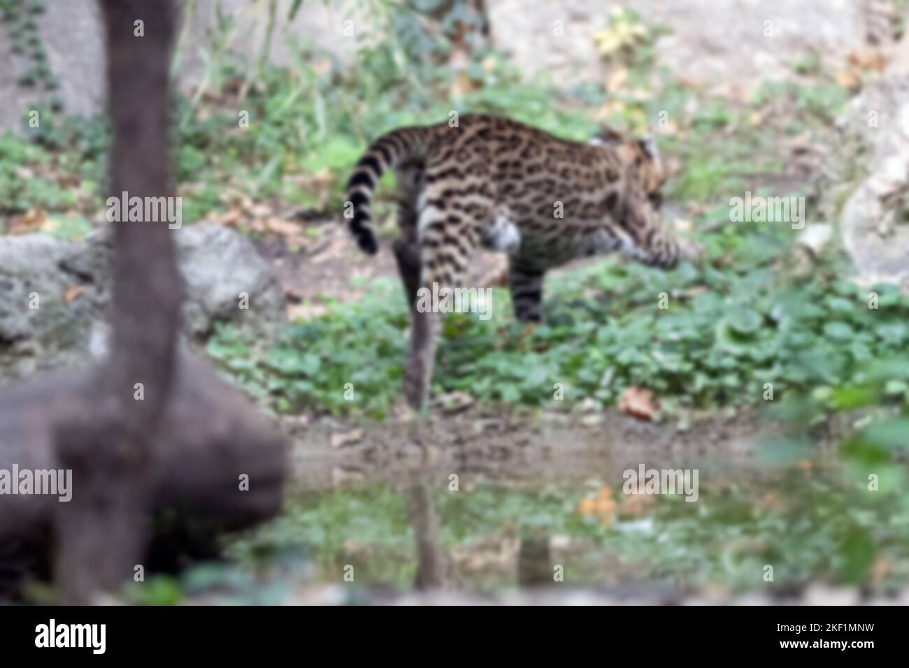 sfondo astratto sfocato di una corsa ocelot Foto Stock