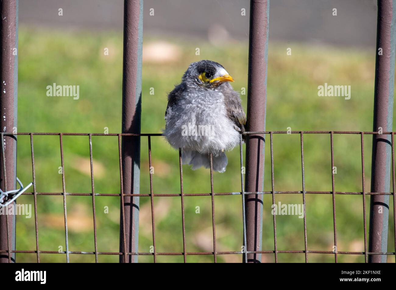 Un minorile australiano Noisy Miner (Manorina melanocephala) che si aggrezia su una recinzione a Sydney, NSW, Australia (Foto di Tara Chand Malhotra) Foto Stock