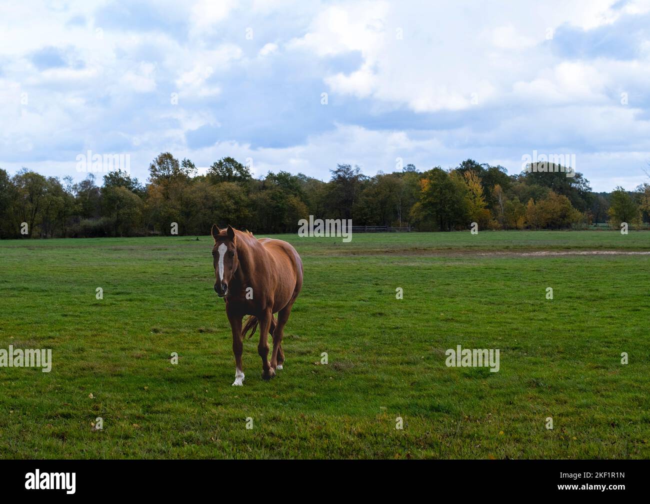 Cavallo sulla natura. Ritratto di un cavallo, cavallo marrone. Gerrmany paesaggio Foto Stock