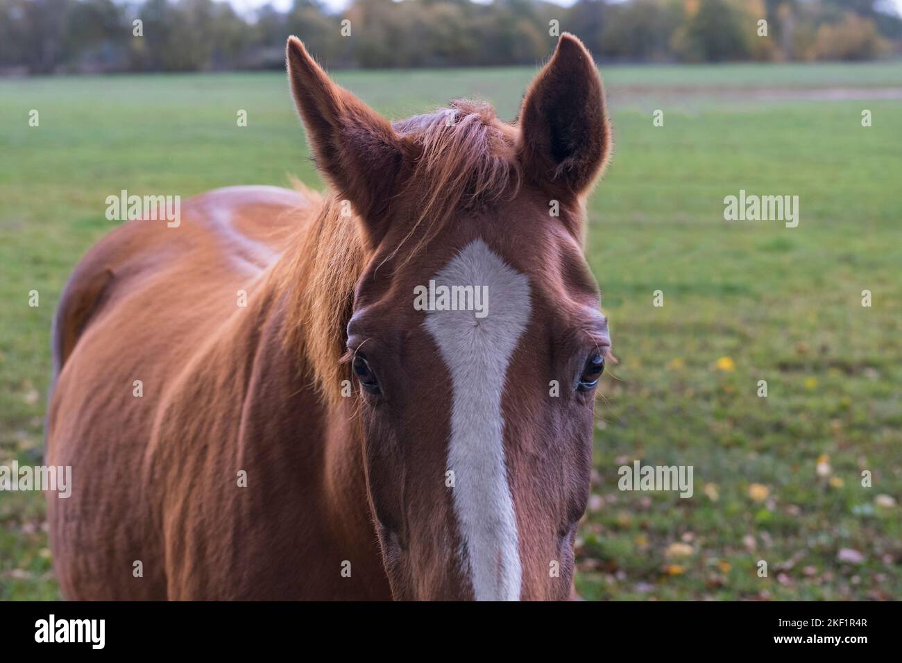 Cavallo sulla natura. Ritratto di un cavallo, cavallo marrone. Gerrmany paesaggio Foto Stock