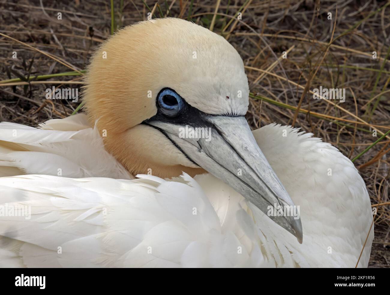Gannet settentrionale (Morus bassanus) primo piano di testa adulto UK Foto Stock