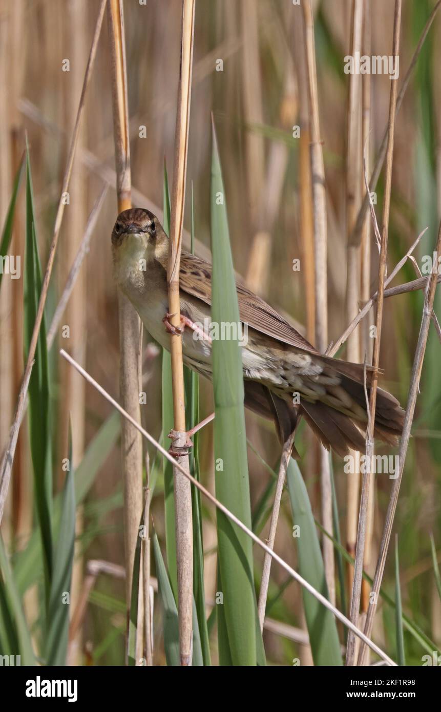 Comune Grasshopper-Warbler (Locustella naevia naevia) adulto aggrappato a canna Eccles-on-Sea, Norfolk, Regno Unito. Maggio Foto Stock