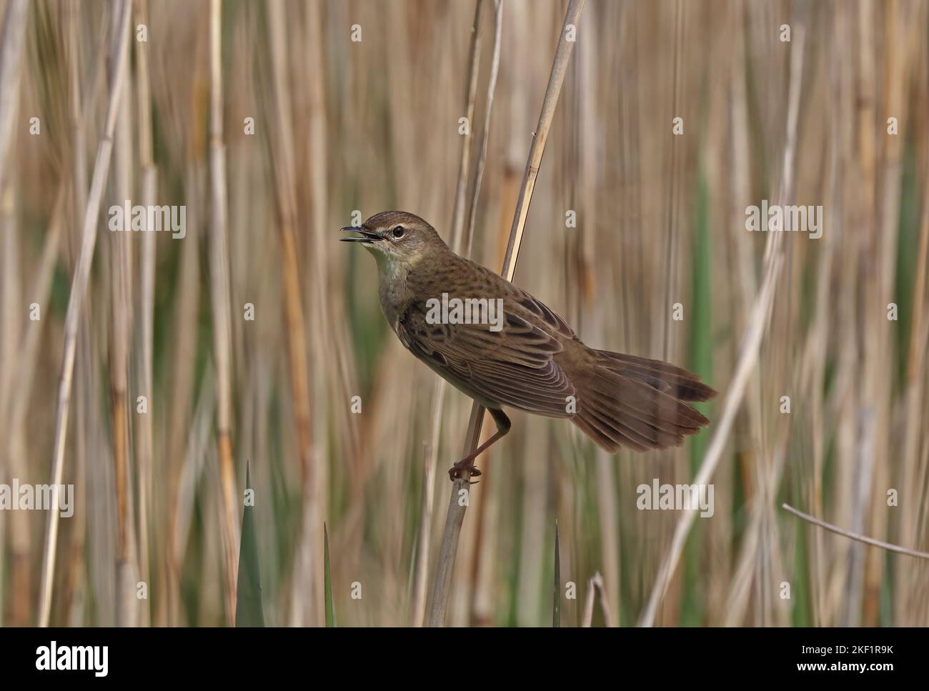 Common Grasshopper-Warbler (Locustella naevia naevia) adulto arroccato su canne cantando Eccles-on-Sea, Norfolk, UK. Maggio Foto Stock