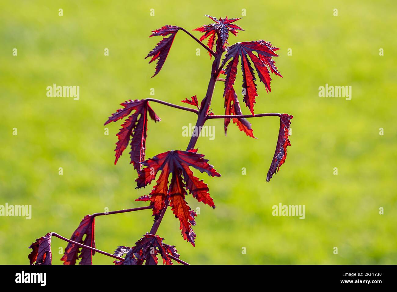 Acer palmatum 'Atropurpureum' - Acero giapponese rosso-leaved Foto Stock