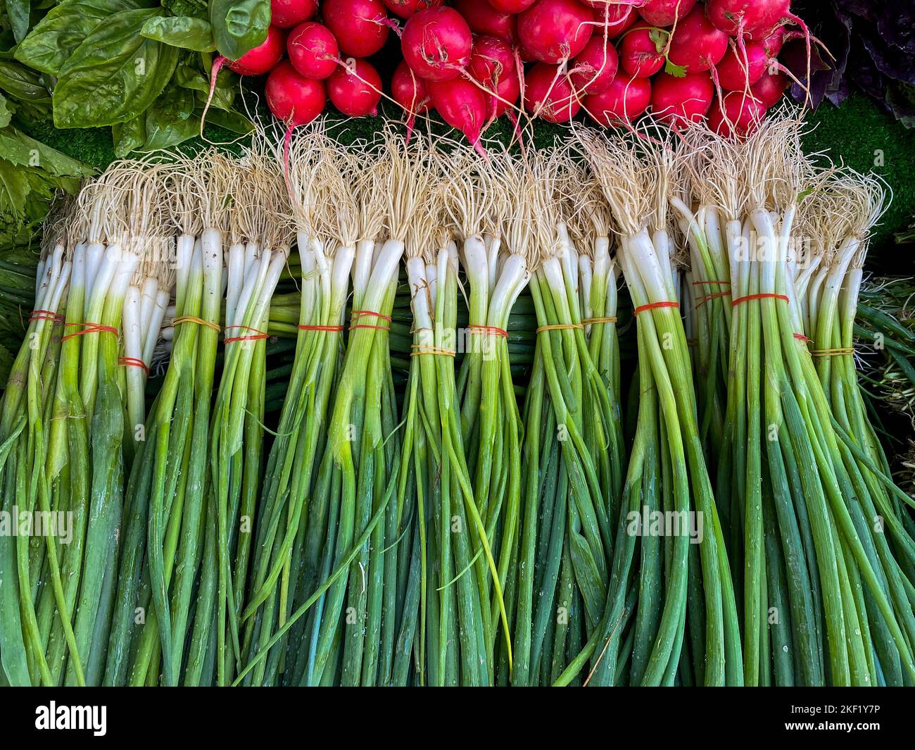 Cipollotti venduti sui mercati Foto Stock