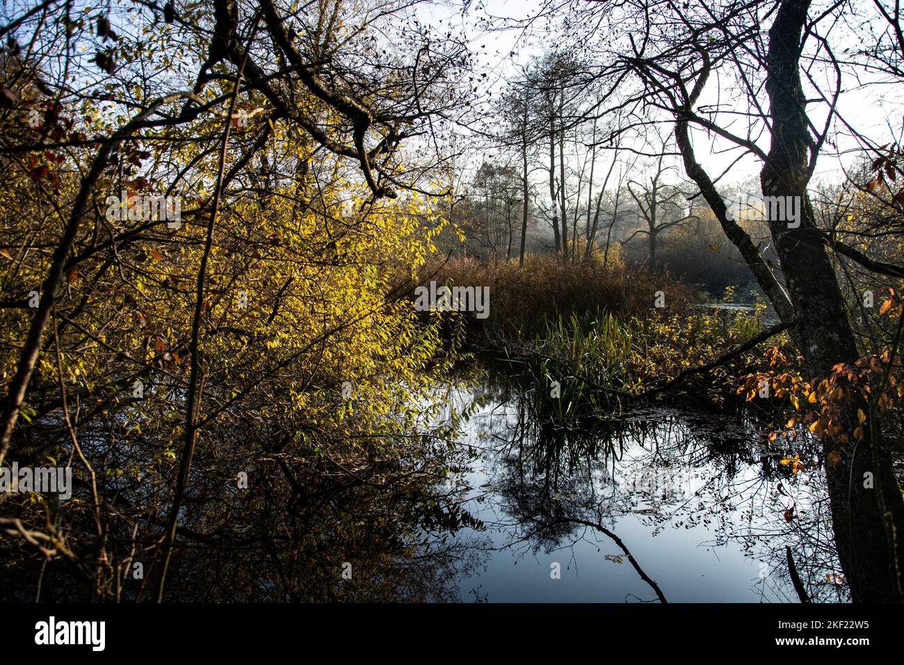 Leuchtende Herbstimmung im Waldreservat Marais des Monods am fuss des Waadtländer Jura Foto Stock