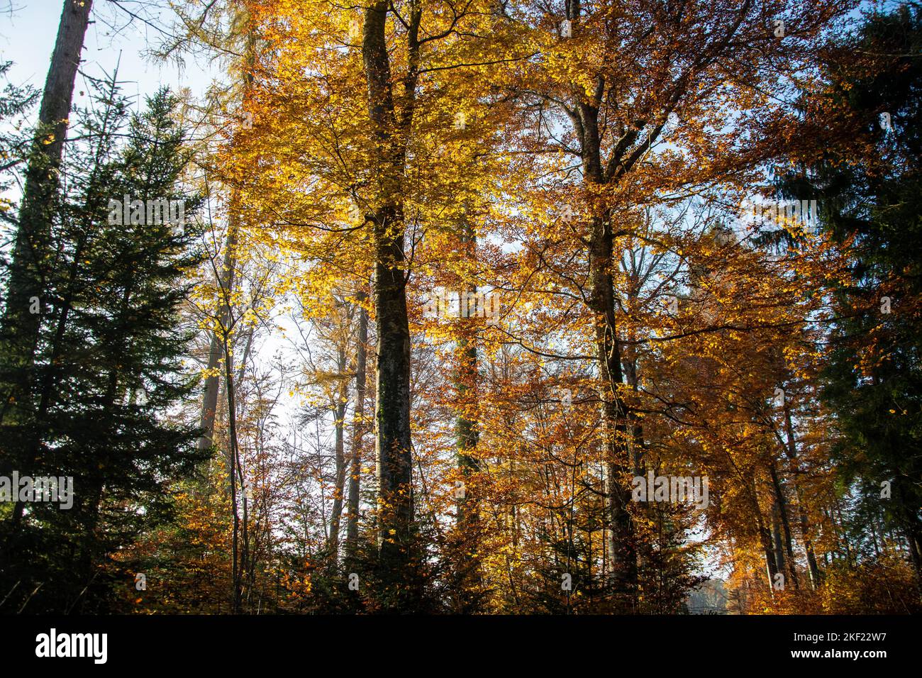 Leuchtende Herbstimmung im Waldreservat Marais des Monods am fuss des Waadtländer Jura Foto Stock