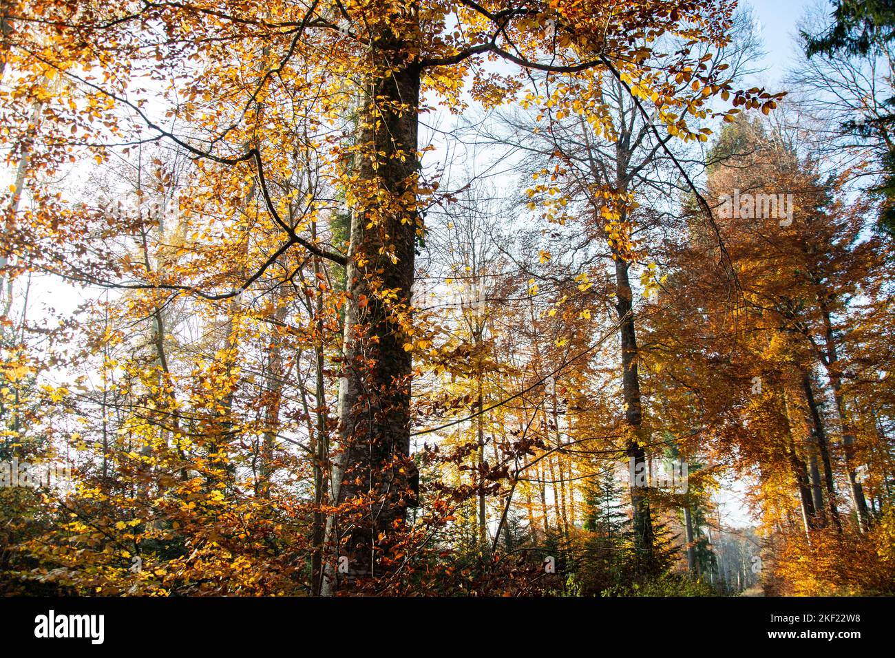 Leuchtende Herbstimmung im Waldreservat Marais des Monods am fuss des Waadtländer Jura Foto Stock