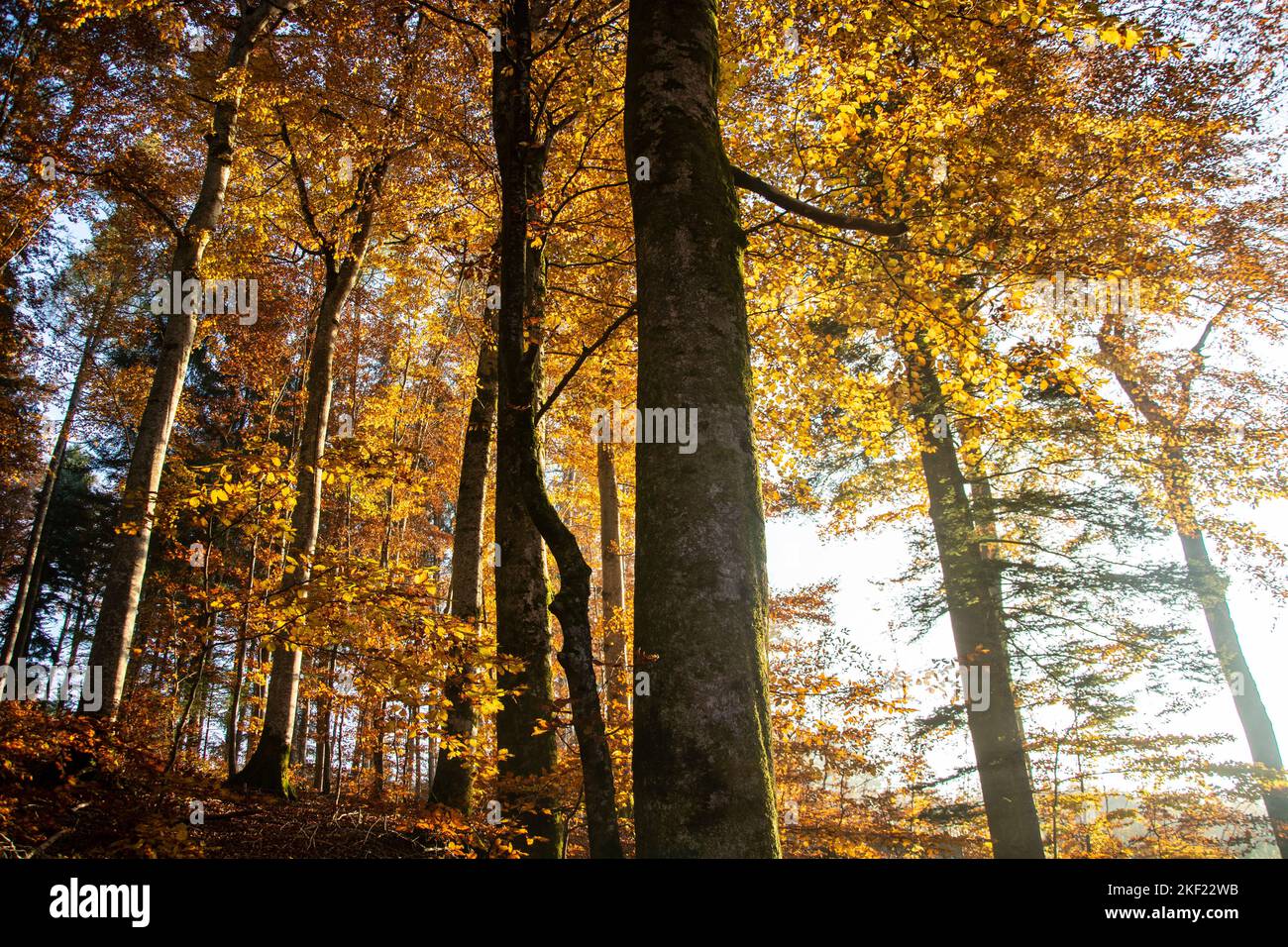 Leuchtende Herbstimmung im Waldreservat Marais des Monods am fuss des Waadtländer Jura Foto Stock