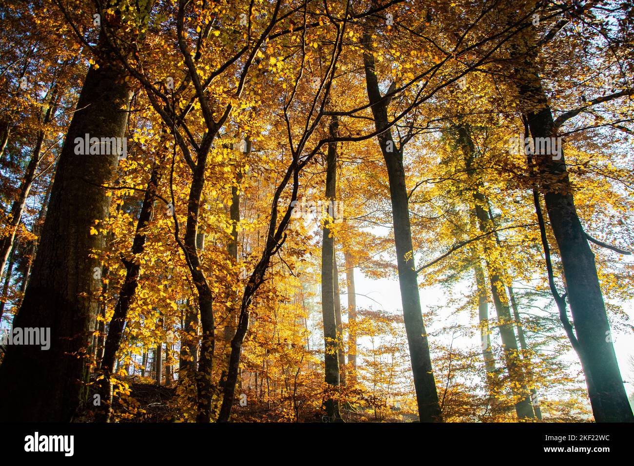 Leuchtende Herbstimmung im Waldreservat Marais des Monods am fuss des Waadtländer Jura Foto Stock