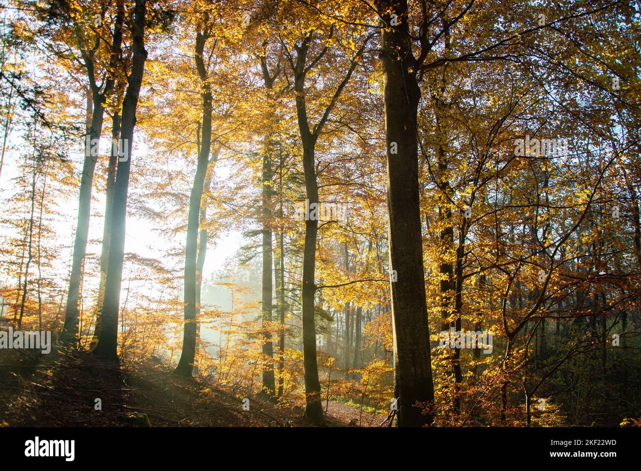 Leuchtende Herbstimmung im Waldreservat Marais des Monods am fuss des Waadtländer Jura Foto Stock