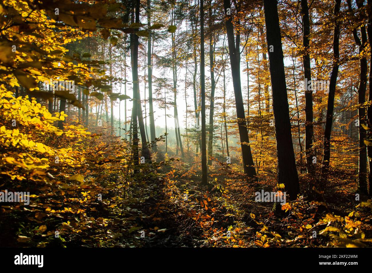 Leuchtende Herbstimmung im Waldreservat Marais des Monods am fuss des Waadtländer Jura Foto Stock