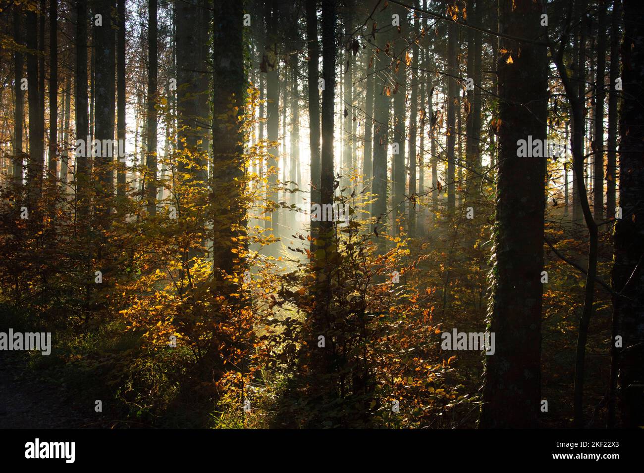 Leuchtende Herbstimmung im Waldreservat Marais des Monods am fuss des Waadtländer Jura Foto Stock