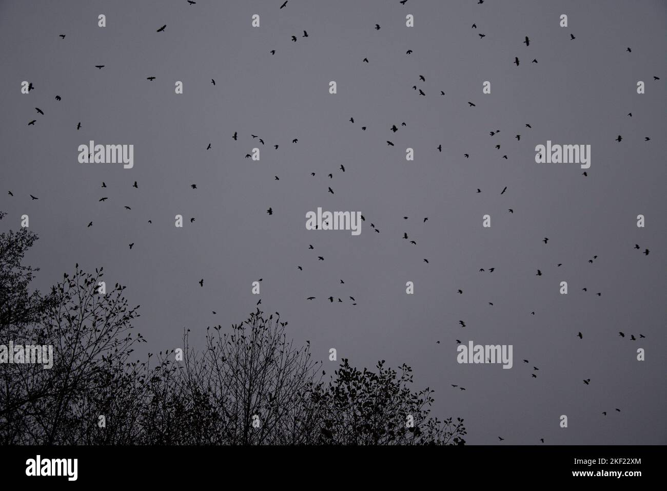 dunkle winterstimmung am neuenburgersee Foto Stock