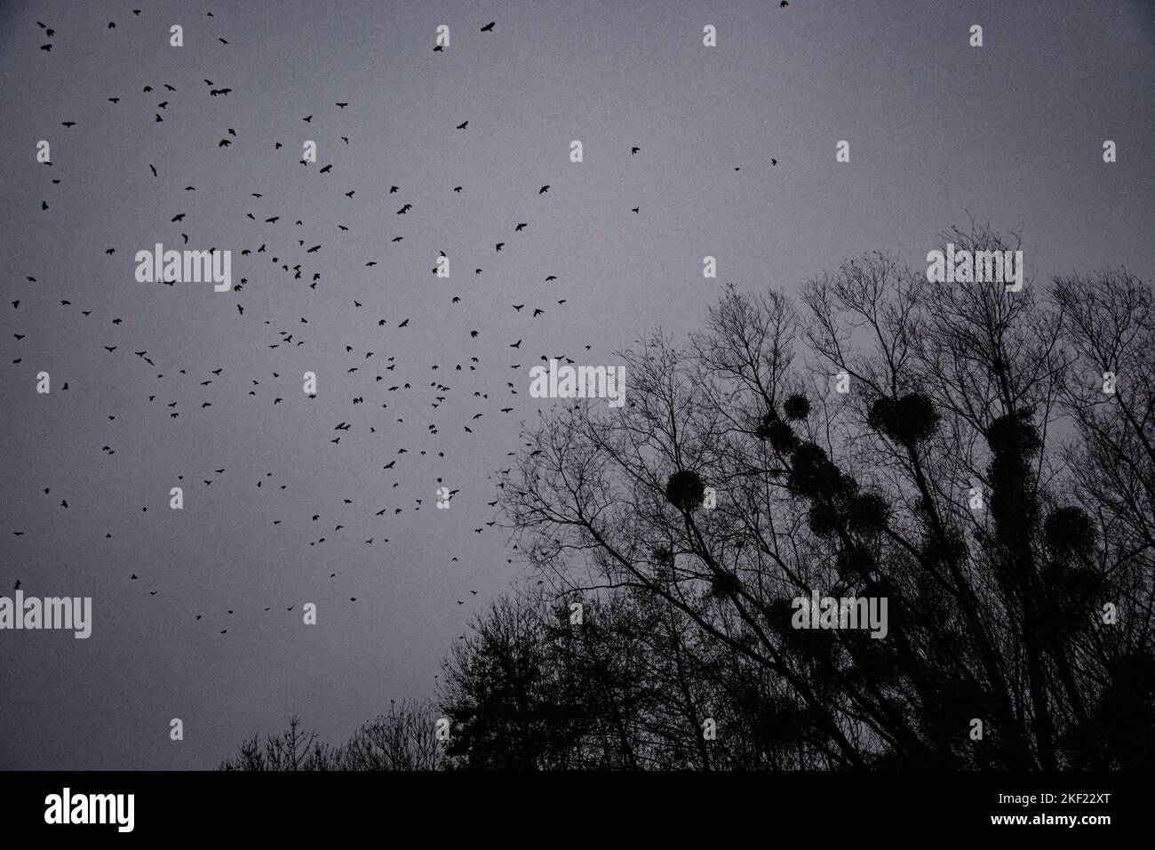 dunkle winterstimmung am neuenburgersee Foto Stock