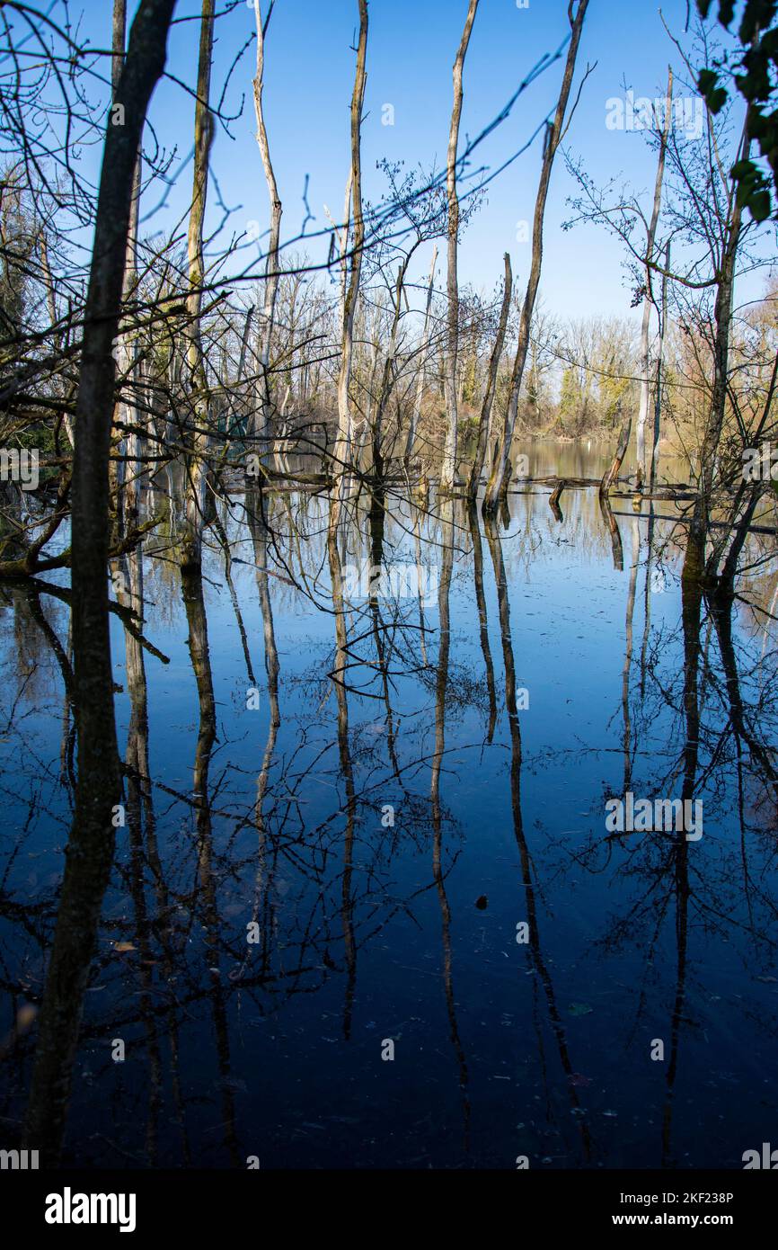 Auenwald im Feuchtgebiet Petite Camargue Alsacienne in St. Louis, Frankreich Foto Stock