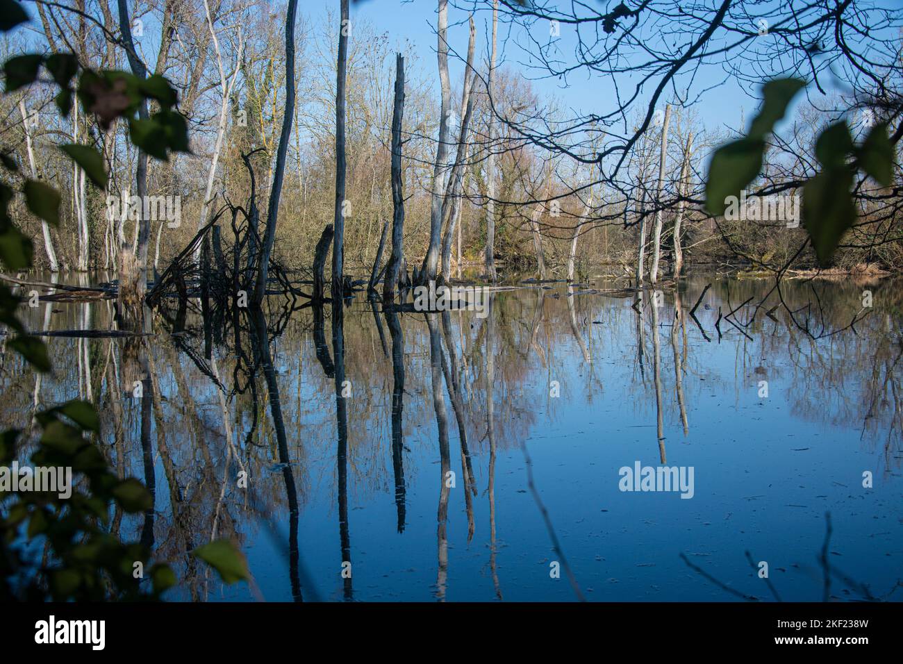 Auenwald im Feuchtgebiet Petite Camargue Alsacienne in St. Louis, Frankreich Foto Stock