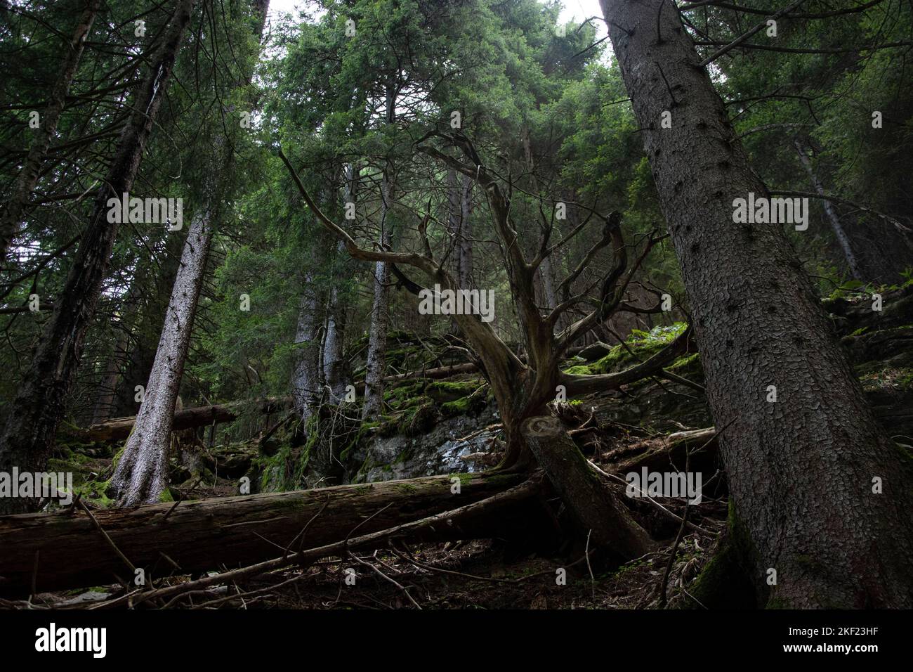 Wildnis im Val Nedro, einem schwer zugänglichen Seitental der Leventina Foto Stock