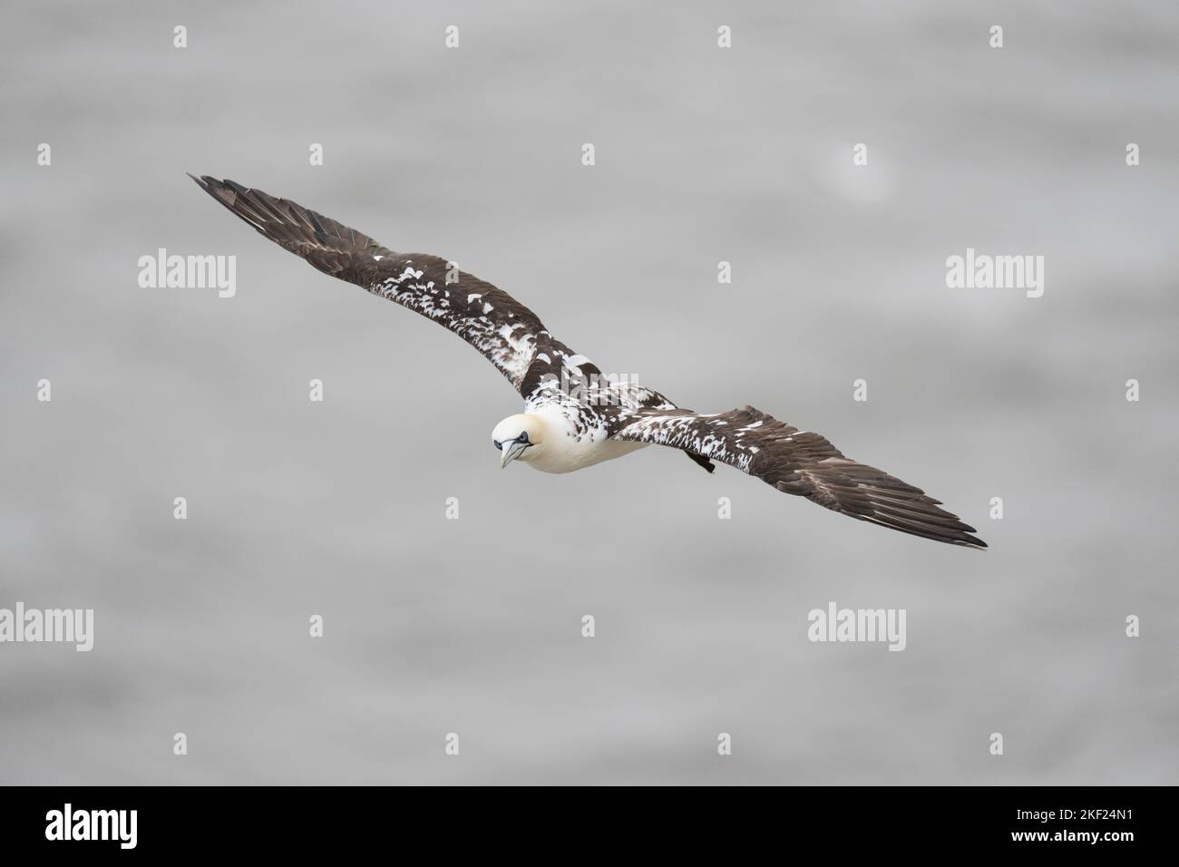 Northern Gannet Morus bassanus, un uccello di 3rd anni che rivela il suo piumaggio dell'ala superiore mentre in volo durante i venti forti, Yorkshire, Regno Unito, settembre Foto Stock