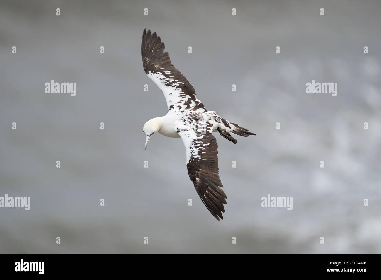 Northern Gannet Morus bassanus, un uccello di 3rd anni che rivela il suo piumaggio dell'ala superiore mentre in volo durante i venti forti, Yorkshire, Regno Unito, settembre Foto Stock