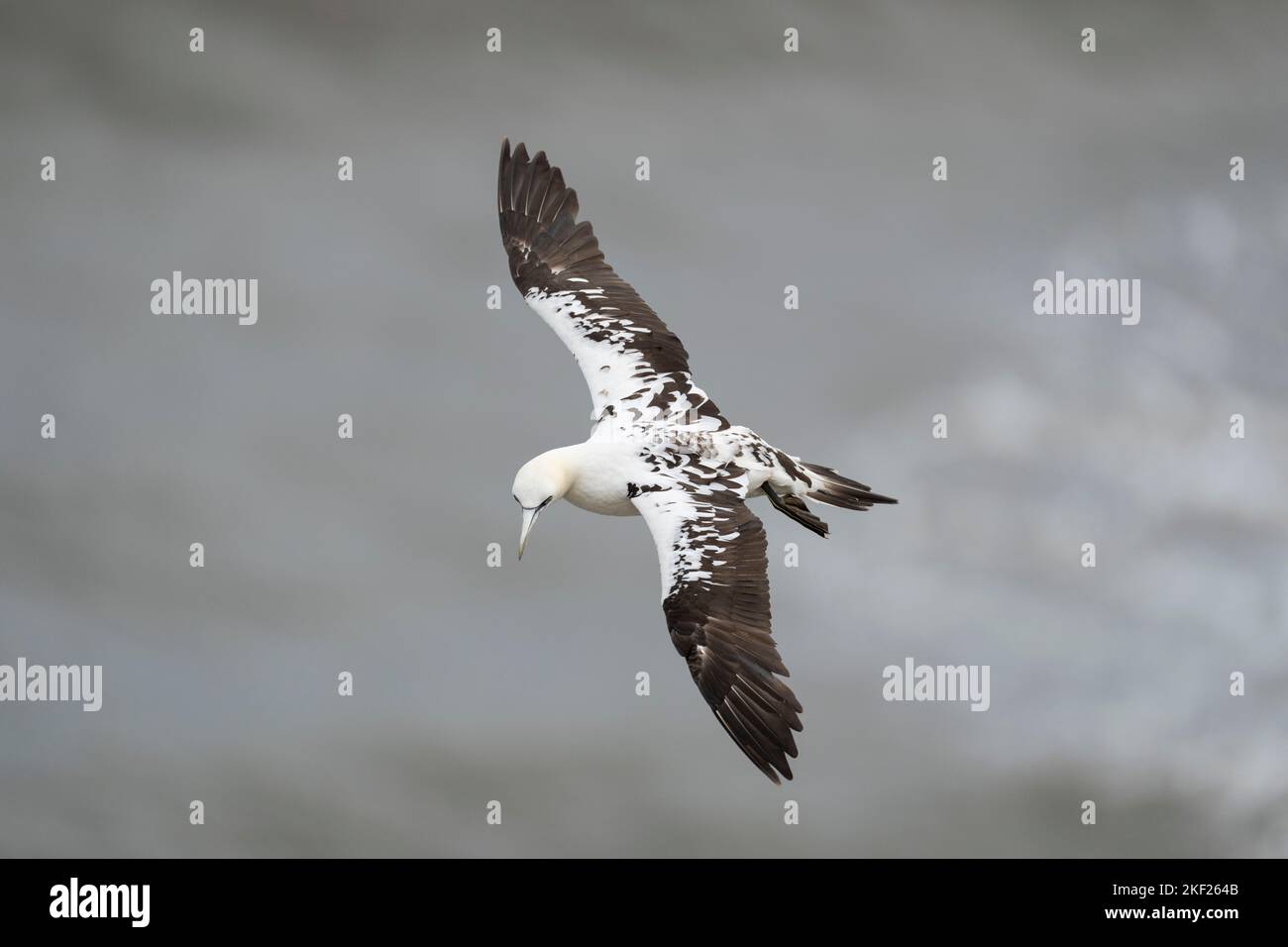 Northern Gannet Morus bassanus, un uccello di 3rd anni che rivela il suo piumaggio dell'ala superiore mentre in volo durante i venti forti, Yorkshire, Regno Unito, settembre Foto Stock