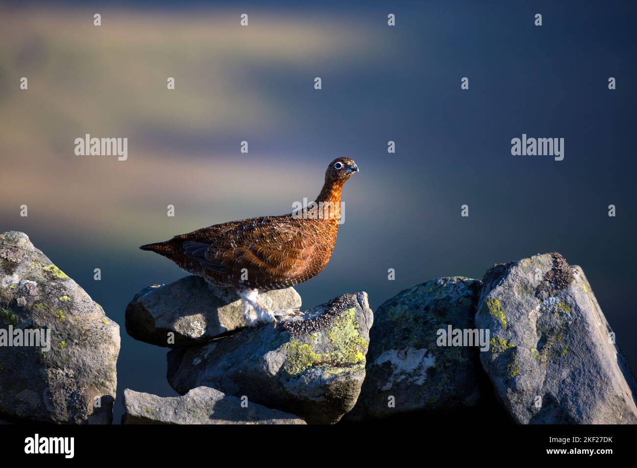 Red Grouse Lagopus lagopus scotica su un muro di pietra a secco al sole tramonta accanto al sentiero a lunga distanza Pennine Way nella campagna inglese in autunno Foto Stock