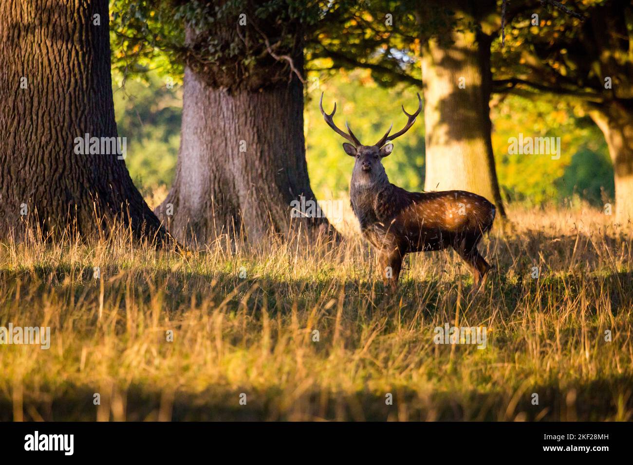 Capriolo Dama Dama maschio con grandi corna durante la stagione di rutting, con la luce del sole d'autunno dorato attraverso antichi querce e lunghe erbe. Foto Stock