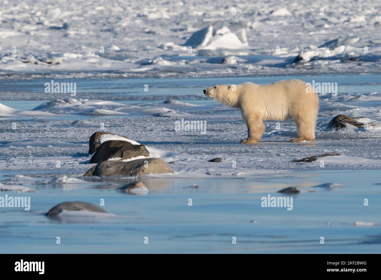 Orso polare su ghiaccio, Hudson Bay Foto Stock