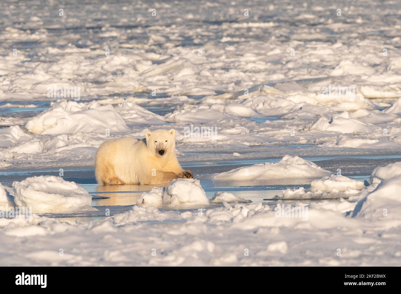 Orso polare su ghiaccio, Hudson Bay Foto Stock