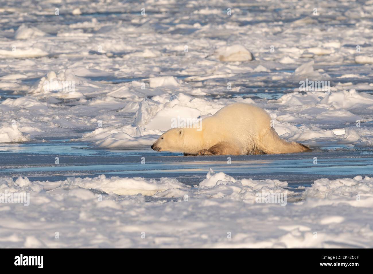 Orso polare su ghiaccio, Hudson Bay Foto Stock