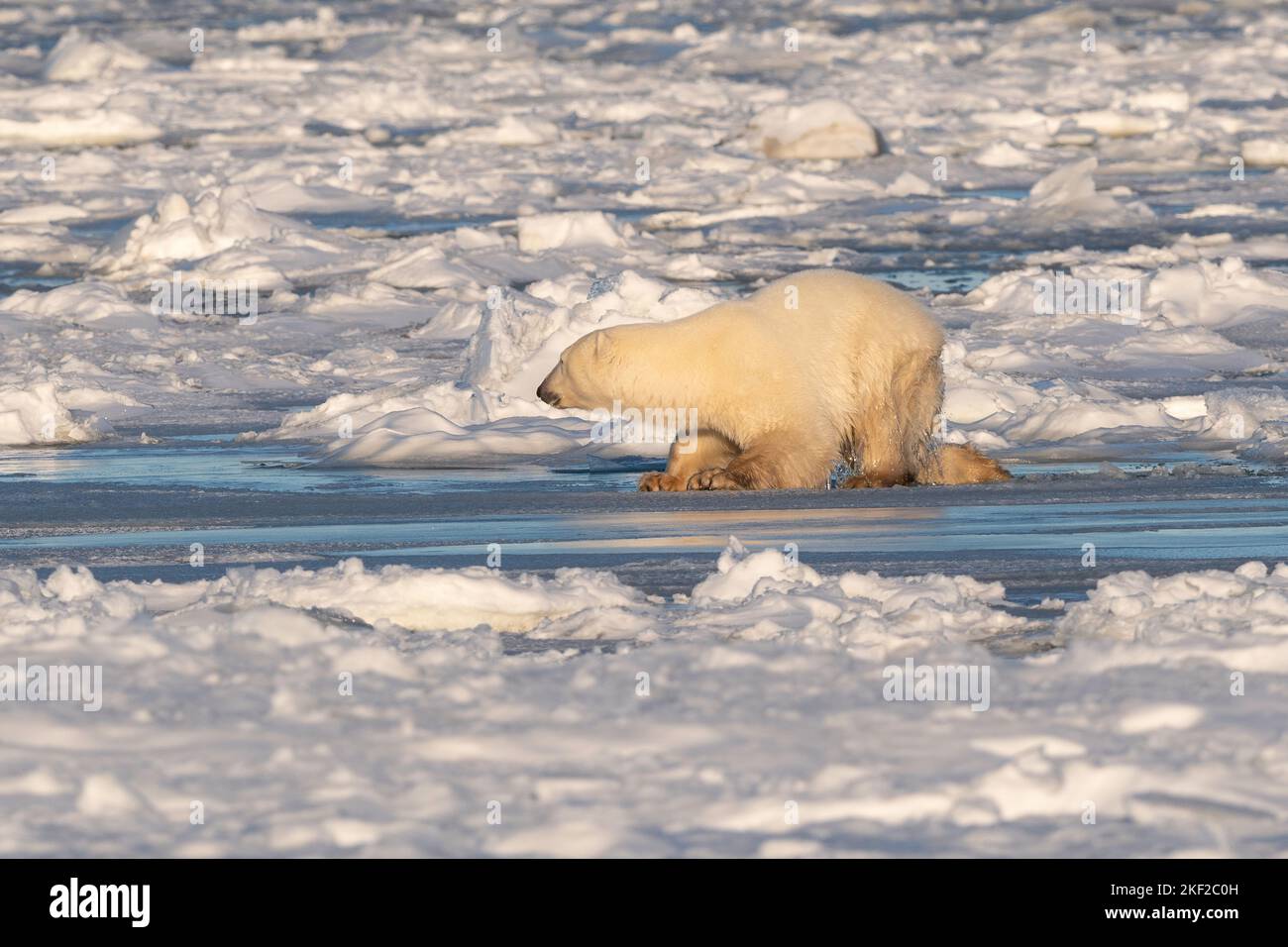 Orso polare su ghiaccio, Hudson Bay Foto Stock