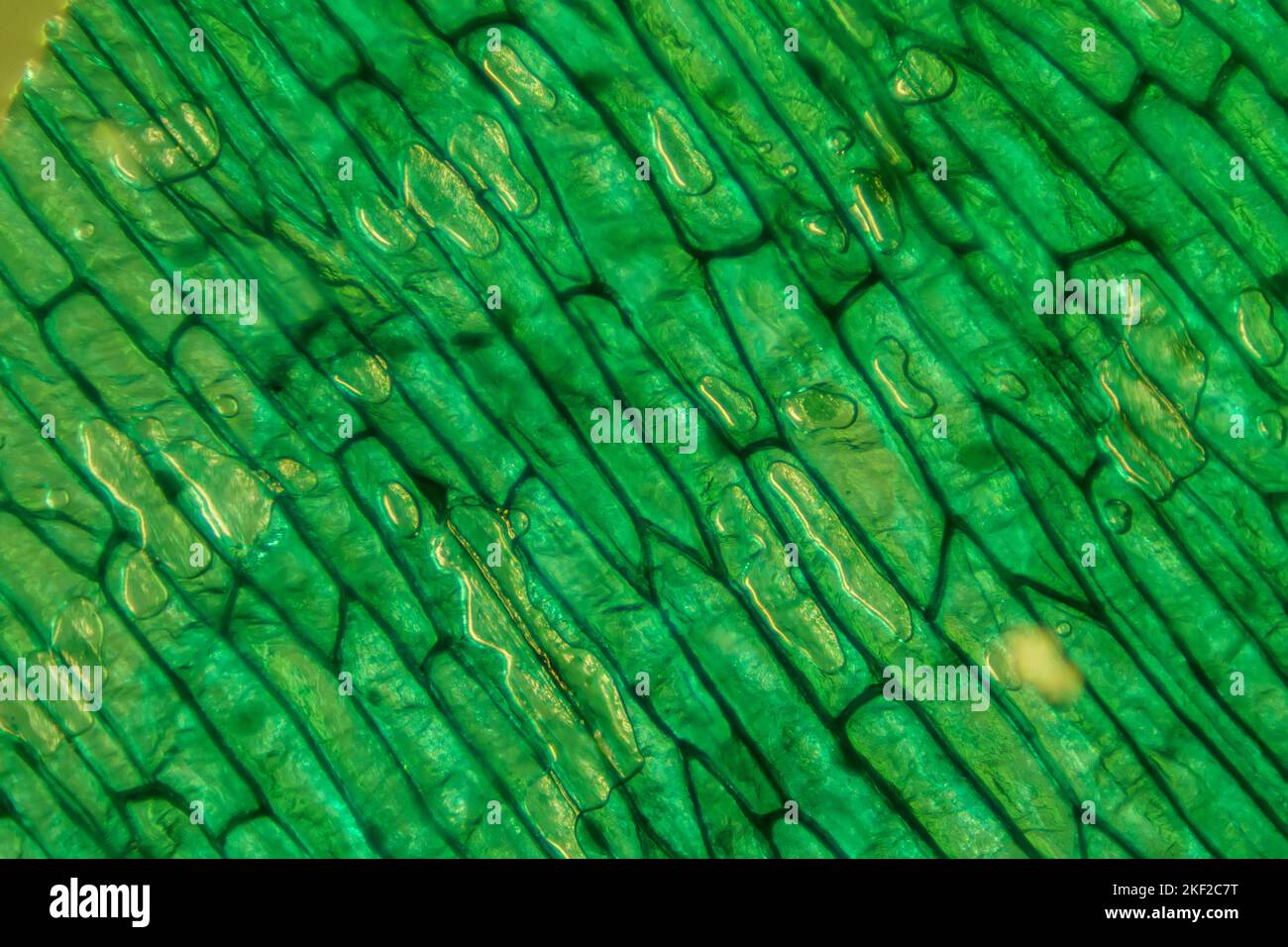 Mondo microscopico. Onion epidermide con cellule. Foto Stock
