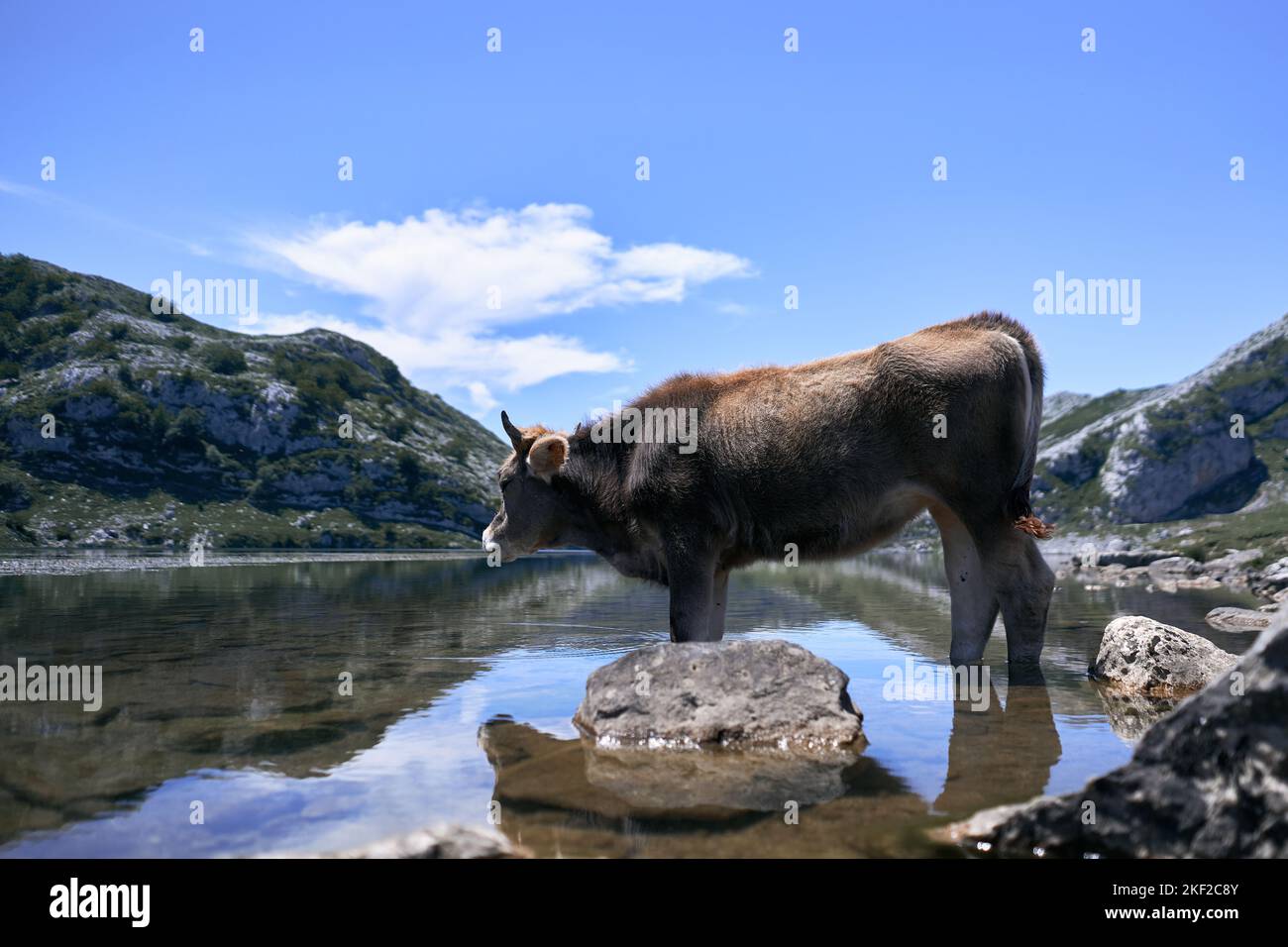 mucca in piedi calma e rilassata all'interno di un lago tranquillo, covadonga asturias, spagna Foto Stock