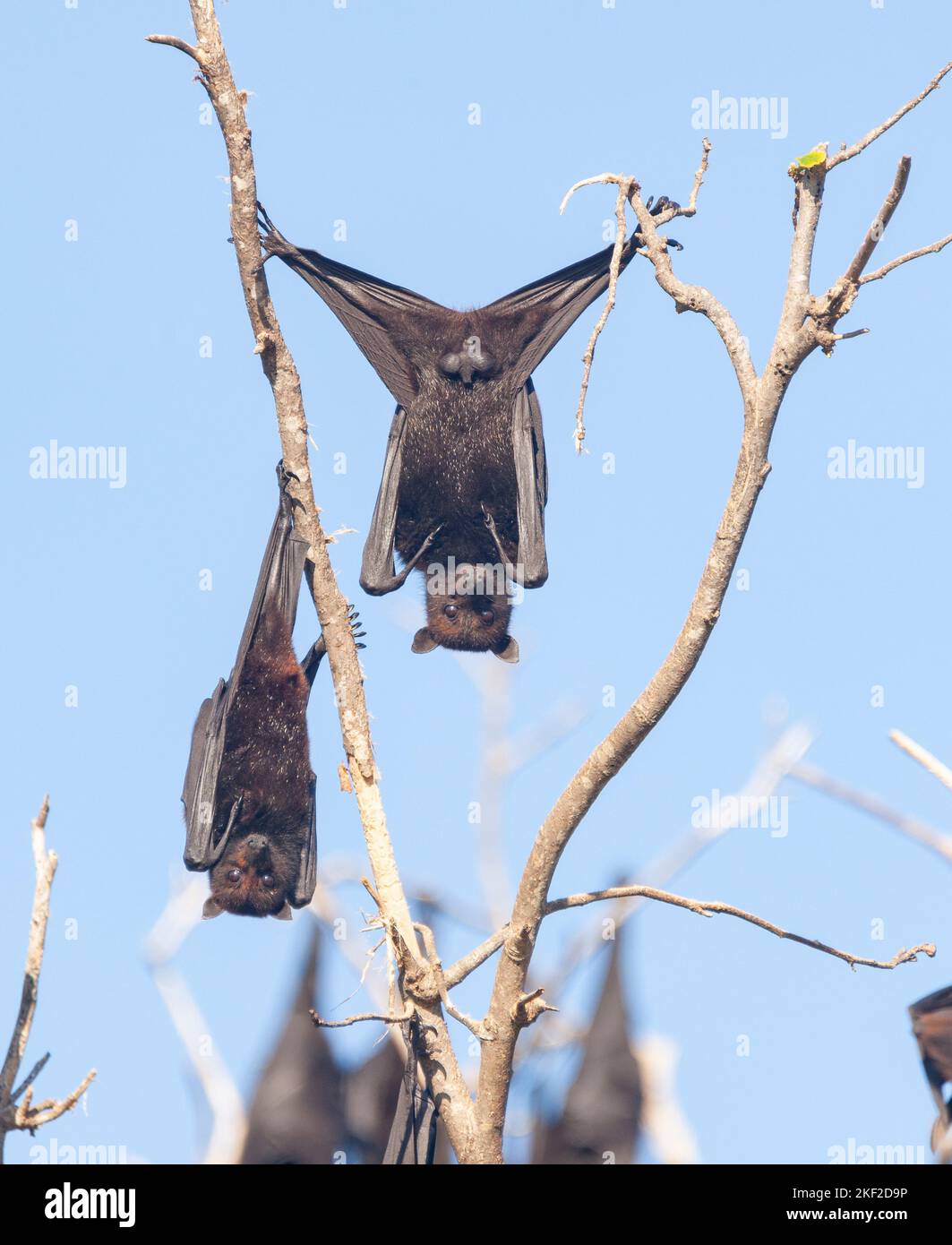 La volpe volante dalla testa grigia (Pteropus poliocephalus) è un megabat originario dell'Australia. Volpi volanti si nutrono del nettare e del polline dei fiori nativi An Foto Stock