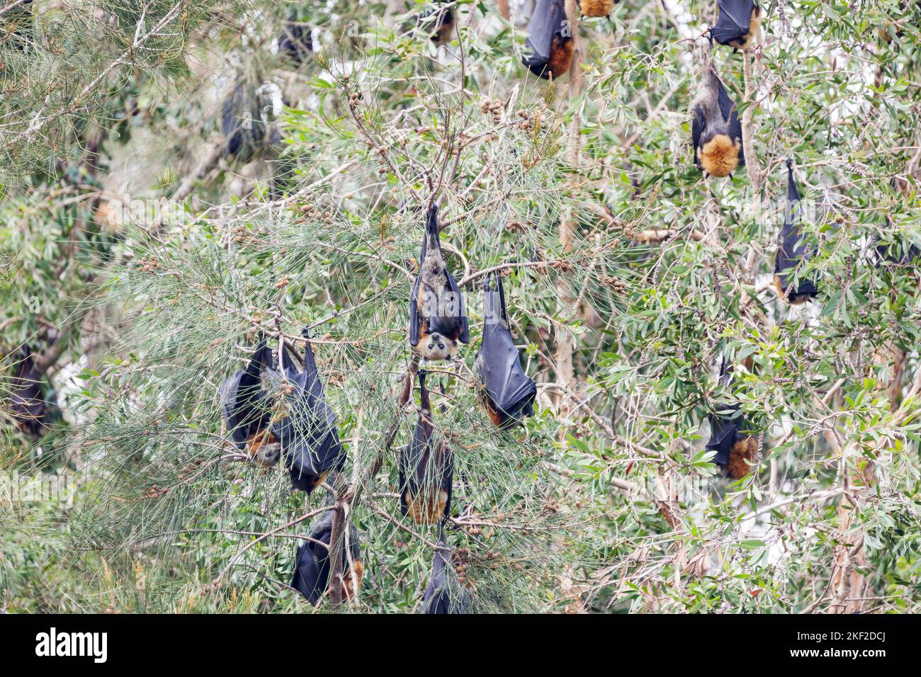 La volpe volante dalla testa grigia (Pteropus poliocephalus) è un megabat originario dell'Australia. Volpi volanti si nutrono del nettare e del polline dei fiori nativi An Foto Stock