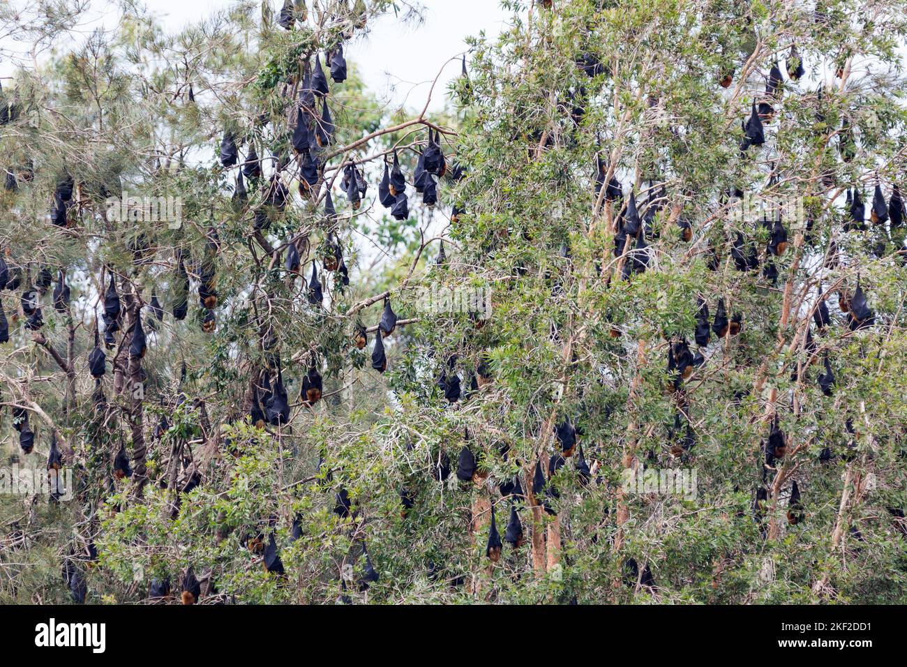 La volpe volante dalla testa grigia (Pteropus poliocephalus) è un megabat originario dell'Australia. Volpi volanti si nutrono del nettare e del polline dei fiori nativi An Foto Stock