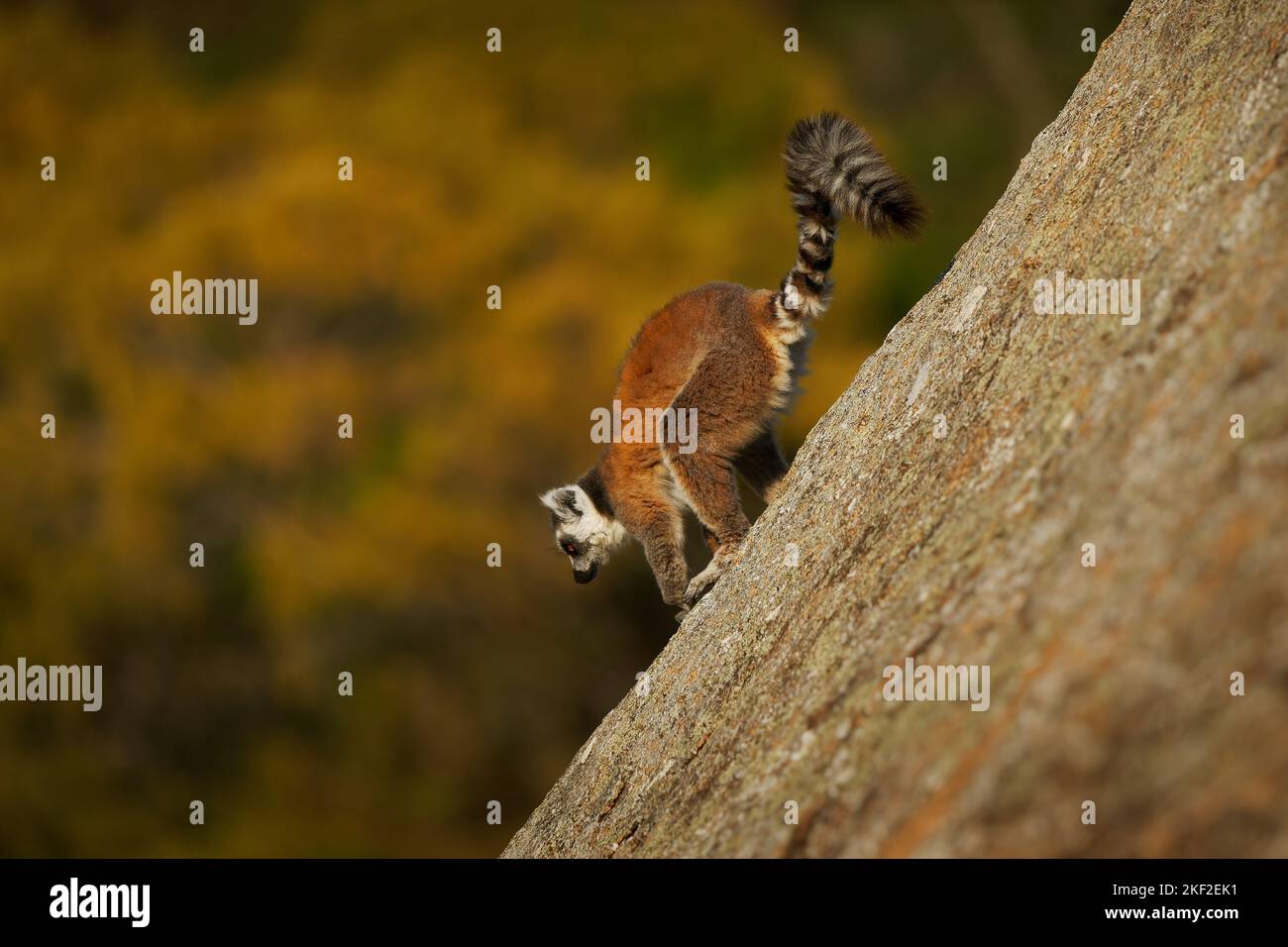 Lemur dalla coda ad anello - Lemur catta Grande primate strepsirrina con coda lunga, bianca e nera, endemica del Madagascar, conosciuta localmente in Malgascio A. Foto Stock
