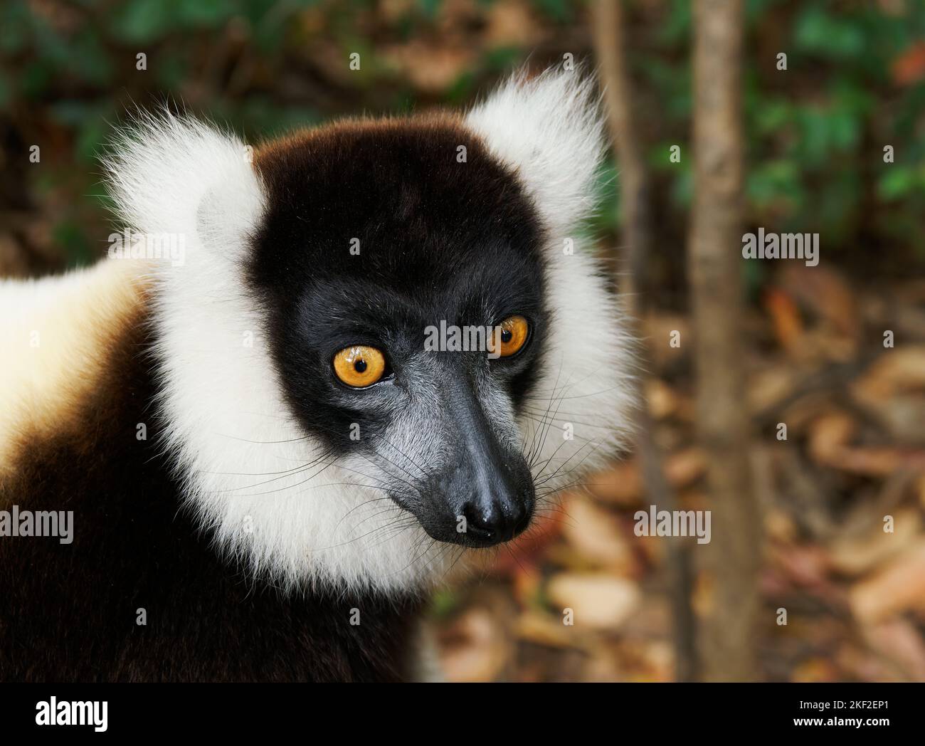 Bianco e nero Lemur ruffed - Varecia variegata specie minacciate di lemure ruffed, endemico del Madagascar, mammifero saltando e arrampicandosi rispetto a m Foto Stock