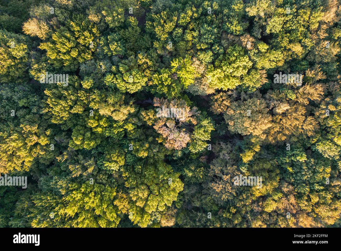 Vista aerea dall'alto albero della foresta, ecosistema e ambiente sano concetto e sfondo. Texture di foresta di alberi verdi. Foto Stock