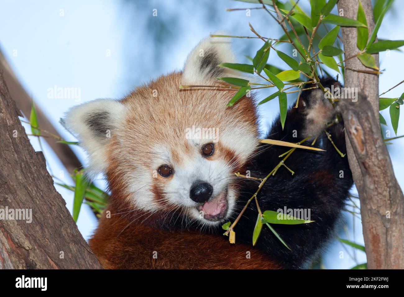 Ailurus fulgensIl panda rosso, noto anche come panda minore, è un piccolo mammifero nativo dell'Himalaya orientale e della Cina sudoccidentale. Ha un r denso Foto Stock