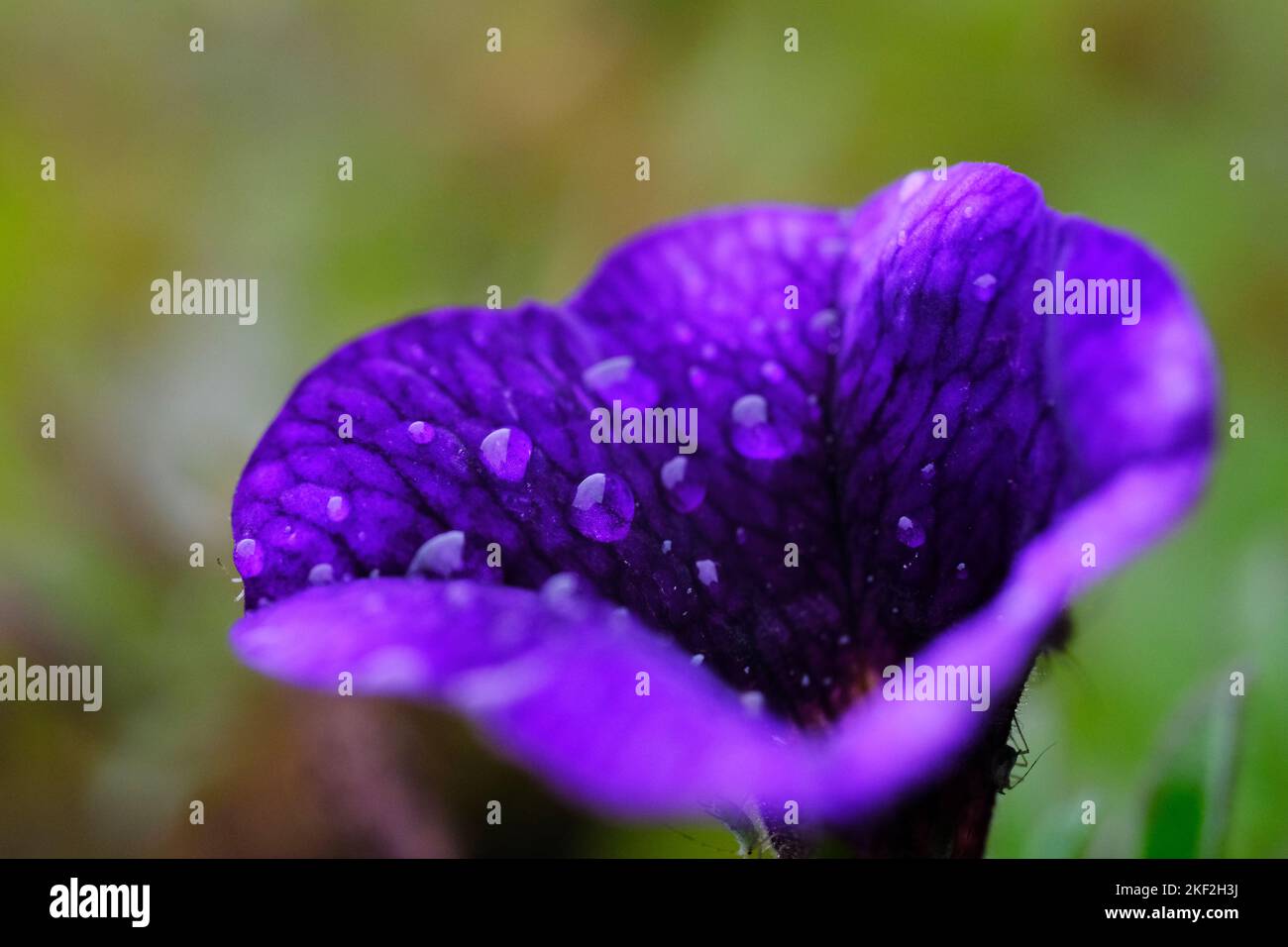 Fiore blu/viola con gocce di pioggia poggiate sui petali. Giardino in estate. Immagine macro. Foto Stock