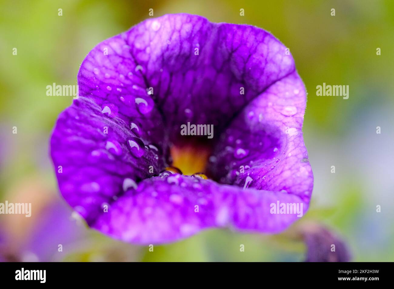 Fiore blu/viola con gocce di pioggia poggiate sui petali. Giardino in estate. Immagine macro. Foto Stock