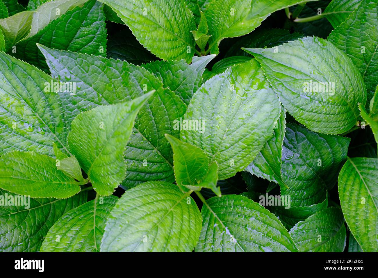 Foglie fresche e verdi su piante da giardino. Verde e vibrante con gocce d'acqua. Immagine di sfondo. Foto Stock