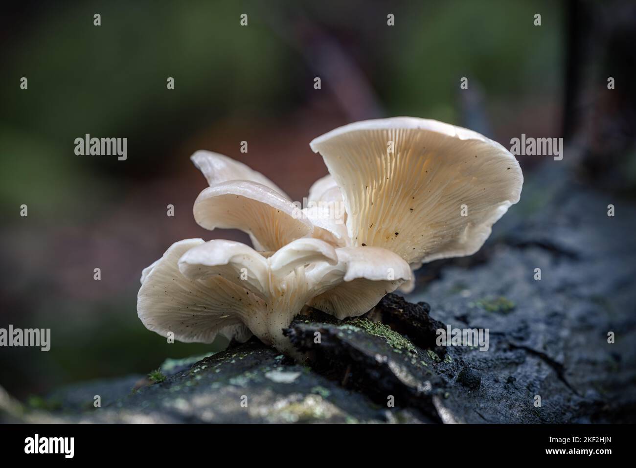 Pleurotus ostreatus fungo ostrica Foto Stock